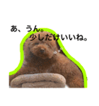 いつでもどこでもおぬくさん2（個別スタンプ：13）