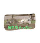 日常の一コマより（個別スタンプ：2）