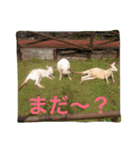 日常の一コマより（個別スタンプ：7）