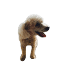 Raejinnie Pets（個別スタンプ：1）