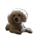 Raejinnie Pets（個別スタンプ：3）