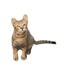 Raejinnie Pets（個別スタンプ：4）