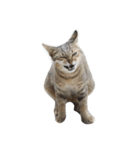 Raejinnie Pets（個別スタンプ：5）
