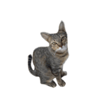 Raejinnie Pets（個別スタンプ：6）