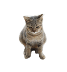 Raejinnie Pets（個別スタンプ：7）