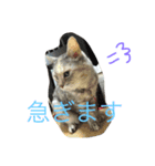 hana's life is cute（個別スタンプ：10）