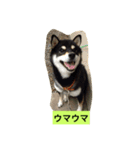 黒柴ガブくん（個別スタンプ：2）