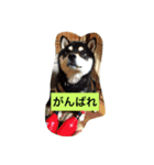 黒柴ガブくん（個別スタンプ：3）