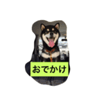 黒柴ガブくん（個別スタンプ：6）