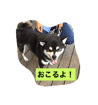 黒柴ガブくん（個別スタンプ：7）