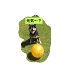 黒柴ガブくん（個別スタンプ：8）