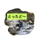 黒柴ガブくん（個別スタンプ：9）