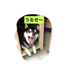 黒柴ガブくん（個別スタンプ：12）