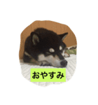 黒柴ガブくん（個別スタンプ：13）
