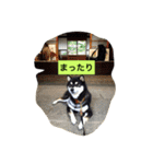 黒柴ガブくん（個別スタンプ：14）