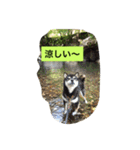 黒柴ガブくん（個別スタンプ：16）