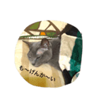 ウチの相棒の猫（個別スタンプ：2）