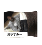 ウチの相棒の猫（個別スタンプ：3）