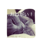 ウチの相棒の猫（個別スタンプ：4）