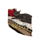 ウチの相棒の猫（個別スタンプ：6）