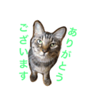 （笑）箱ネコ（個別スタンプ：3）