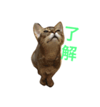 （笑）箱ネコ（個別スタンプ：4）