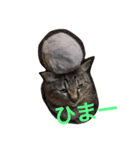 （笑）箱ネコ（個別スタンプ：6）