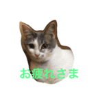 （笑）箱ネコ（個別スタンプ：7）