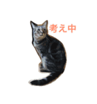 （笑）箱ネコ（個別スタンプ：11）