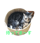 （笑）箱ネコ（個別スタンプ：12）