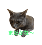（笑）箱ネコ（個別スタンプ：13）