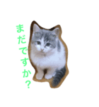 （笑）箱ネコ（個別スタンプ：14）