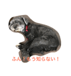 黒い小犬の日常あいづち（個別スタンプ：2）