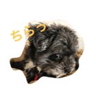 黒い小犬の日常あいづち（個別スタンプ：5）