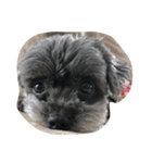 黒い小犬の日常あいづち（個別スタンプ：6）