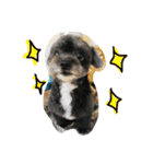 黒い小犬の日常あいづち（個別スタンプ：7）