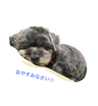 黒い小犬の日常あいづち（個別スタンプ：8）