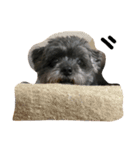 黒い小犬の日常あいづち（個別スタンプ：9）