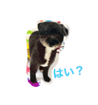 黒い小犬の日常あいづち（個別スタンプ：10）