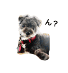 黒い小犬の日常あいづち（個別スタンプ：12）