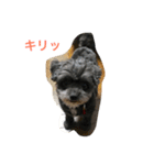 黒い小犬の日常あいづち（個別スタンプ：15）