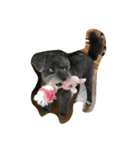 黒い小犬の日常あいづち（個別スタンプ：16）