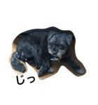 黒い小犬の日常あいづち（個別スタンプ：21）
