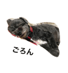 黒い小犬の日常あいづち（個別スタンプ：24）