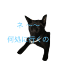kurosukeKai（個別スタンプ：4）
