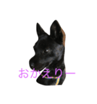 kurosukeKai（個別スタンプ：7）