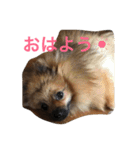 ポメラニアン ラン君とコロンちゃん（個別スタンプ：2）