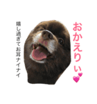ポメラニアン ラン君とコロンちゃん（個別スタンプ：6）