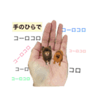 ポメラニアン ラン君とコロンちゃん（個別スタンプ：24）