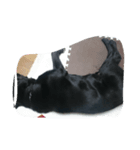 nash（個別スタンプ：1）